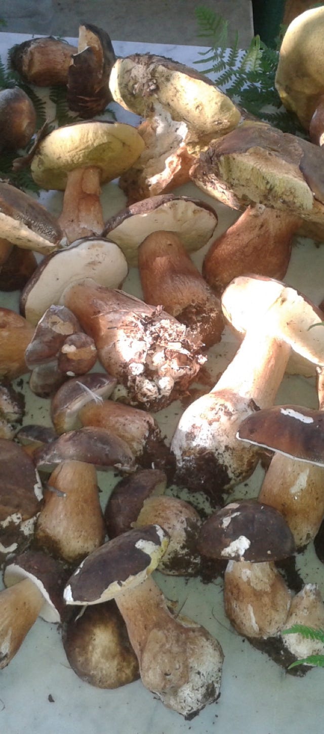 funghi porcini tipicità in basilicata